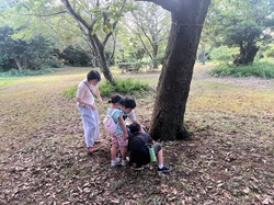 こどもたちが、木の根元でカブトムシやクワガタの幼虫のすみかとなる土づくりをしている写真