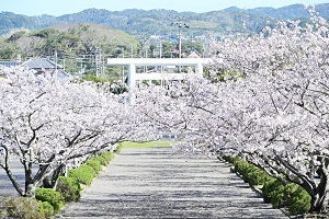 安房神社の桜の風景の写真