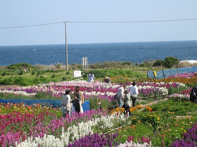 しらまづの花摘みの写真