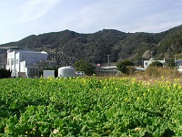 鴨川オーシャンパークの名の花摘み畑の写真