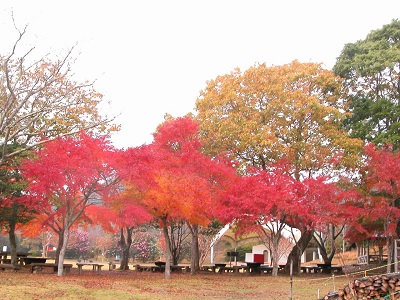 内浦山県民の森の紅葉の写真