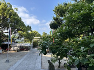 マルバチシャの木に白い花が咲いている写真