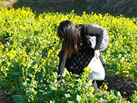 道の駅ふらり　とみやまの菜花摘みの写真