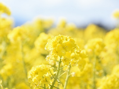 菜の花の写真