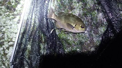 夜の磯に泳ぐ魚の写真
