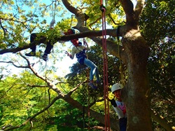 ロープを使って木登りする子どもたちの写真
