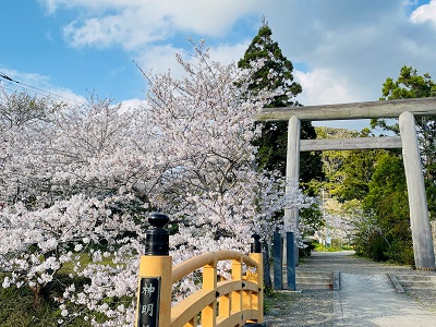 天津新明神社の桜の写真