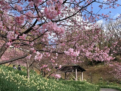 頼朝桜まつりの桜の写真