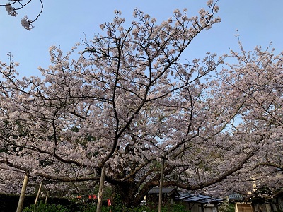 真野寺の桜の写真