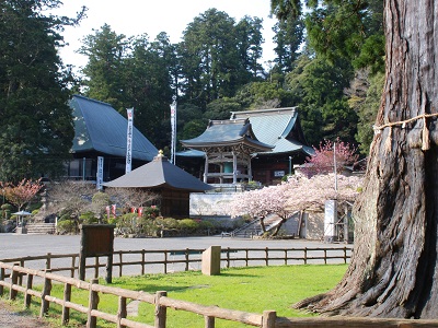 清澄寺の桜の写真