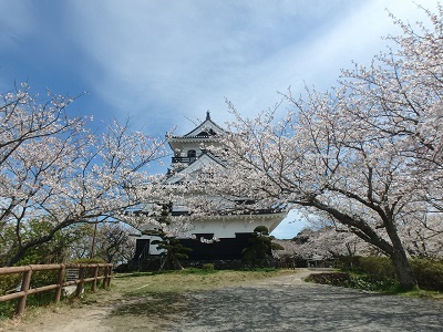 館山城とさくらの写真