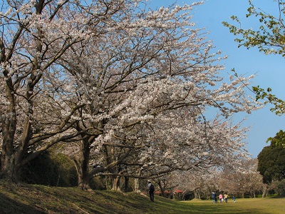 大房岬自然公園の桜の写真