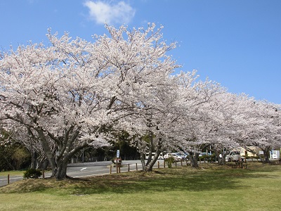 内浦山県民の森の写真