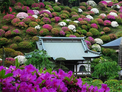 清澄寺のツツジの写真