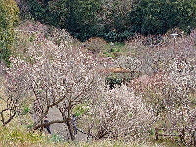 城山公園の梅の写真