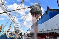 銚子市の魚の水揚げの写真