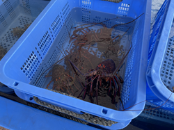 伊勢えびまつり