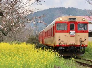 いすみ鉄道と菜の花