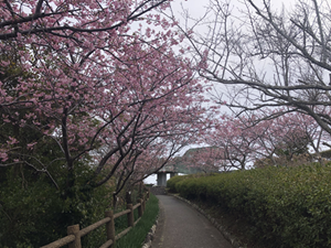 河津桜