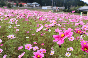 コスモス