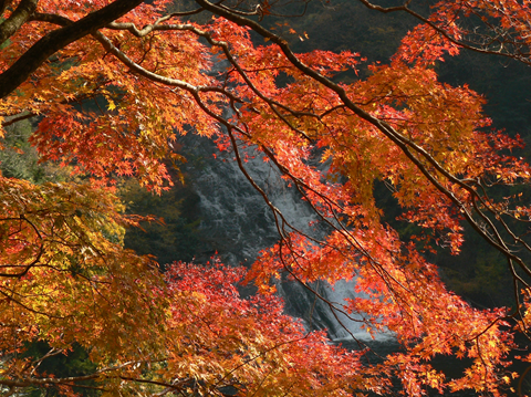 養老渓谷の紅葉