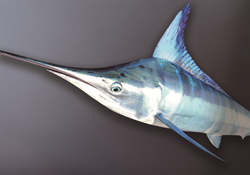 勝浦釣り寒マカジキ