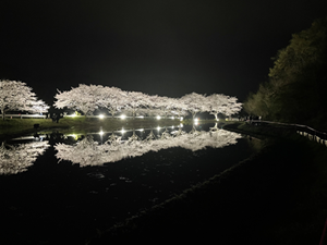 札森地区桜並木