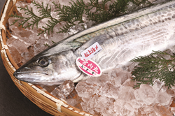 いすみ市産船上活〆サワラ