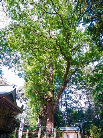 神崎町賞に選ばれた写真。なんじゃもんじゃの木の写真。