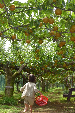 子どもが梨狩りをしている写真