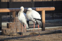 コウノトリ