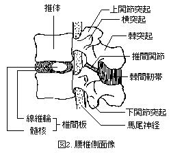 腰椎側面像