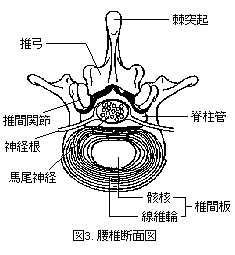 腰椎断面図