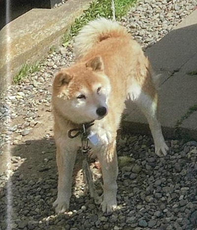 負傷動物 逸走 個人等が保護している犬 猫情報 安房保健所 安房健康福祉センター 千葉県