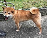 捕獲犬、南房総市白浜町白浜-awa260508