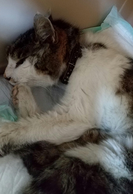 負傷動物 逸走 個人等が保護している犬 猫情報 安房保健所 安房健康福祉センター 千葉県 負傷動物 逸走 個人等が保護している犬 猫情報 安房保健所 安房健康福祉センター 千葉県