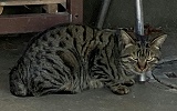 個人等保護猫、柏市花野井_azc-2211
