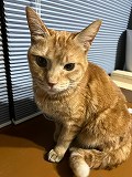 個人等保護猫、館山市北条_azc-2214-1