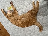 個人等保護猫、館山市北条_azc-2214-2