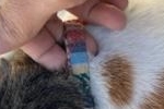 1月27日鴨川市横渚保護猫首輪