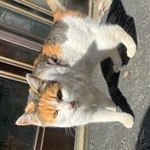 1月27日鴨川市横渚保護猫