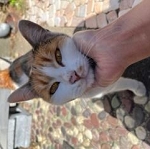 1月27日鴨川市横渚保護猫顔