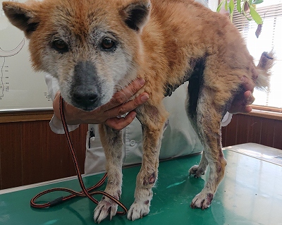 負傷動物 逸走 個人等が保護している犬 猫情報 安房保健所 安房健康福祉センター 千葉県