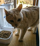 譲渡猫、館山市中里_jc-230221tc