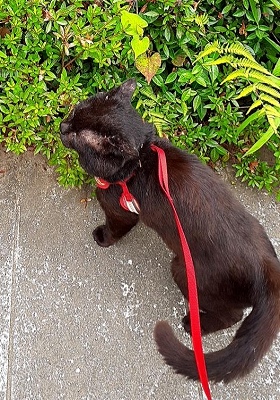 負傷動物 逸走 個人等が保護している犬 猫情報 安房保健所 安房健康福祉センター 千葉県 負傷動物 逸走 個人等が保護している犬 猫情報 安房保健所 安房健康福祉センター 千葉県