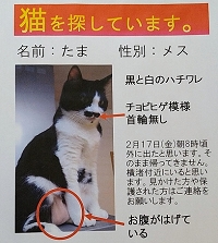 2月20日鴨川市横渚迷子猫