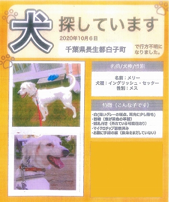 負傷動物 逸走 個人等が保護している犬 猫情報 安房保健所 安房健康福祉センター 千葉県 負傷動物 逸走 個人等が保護している犬 猫情報 安房保健所 安房健康福祉センター 千葉県