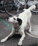 逸走犬、館山市藤原_md-2222