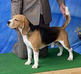 逸走犬、木更津市富士見_md-2225-1