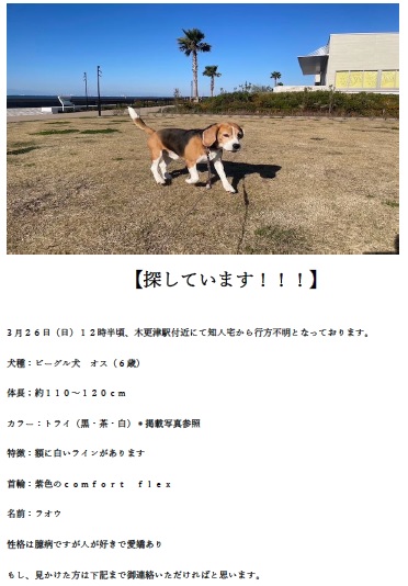 逸走犬、木更津市富士見_mc-2225pr